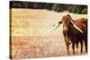 Cow-Pixie Pics-Stretched Canvas
