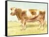 Cow-Gwendolyn Babbitt-Framed Stretched Canvas