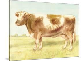 Cow-Gwendolyn Babbitt-Stretched Canvas