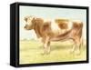 Cow-Gwendolyn Babbitt-Framed Stretched Canvas