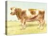 Cow-Gwendolyn Babbitt-Stretched Canvas