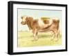 Cow-Gwendolyn Babbitt-Framed Art Print