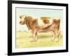 Cow-Gwendolyn Babbitt-Framed Art Print