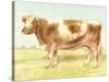 Cow-Gwendolyn Babbitt-Stretched Canvas