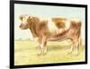 Cow-Gwendolyn Babbitt-Framed Art Print