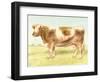 Cow-Gwendolyn Babbitt-Framed Art Print