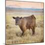 Cow-Denise Brown-Mounted Art Print