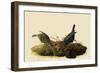 Cowbirds-John James Audubon-Framed Giclee Print