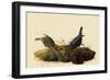 Cowbirds-John James Audubon-Framed Giclee Print