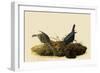 Cowbirds-John James Audubon-Framed Giclee Print