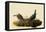 Cowbirds-John James Audubon-Framed Stretched Canvas