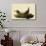 Cowbirds-John James Audubon-Giclee Print displayed on a wall