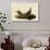 Cowbirds-John James Audubon-Framed Giclee Print displayed on a wall