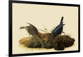 Cowbirds-John James Audubon-Framed Giclee Print