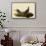 Cowbirds-John James Audubon-Framed Stretched Canvas displayed on a wall