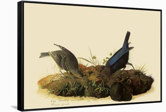 Cowbirds-John James Audubon-Framed Stretched Canvas