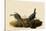 Cowbirds-John James Audubon-Stretched Canvas