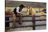 Cowboy and Horses-Darrell Gulin-Stretched Canvas