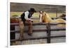 Cowboy and Horses-Darrell Gulin-Framed Photographic Print