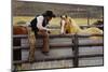 Cowboy and Horses-Darrell Gulin-Mounted Photographic Print