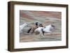 Cowboy at Full Gallop in Motion-Terry Eggers-Framed Photographic Print