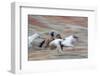 Cowboy at Full Gallop in Motion-Terry Eggers-Framed Photographic Print