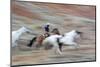 Cowboy at Full Gallop in Motion-Terry Eggers-Mounted Photographic Print