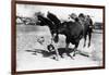 Cowboy being Bucked by Bull Rodeo Photograph - Miles City, MT-Lantern Press-Framed Art Print