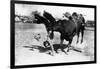 Cowboy being Bucked by Bull Rodeo Photograph - Miles City, MT-Lantern Press-Framed Art Print