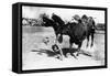 Cowboy being Bucked by Bull Rodeo Photograph - Miles City, MT-Lantern Press-Framed Stretched Canvas