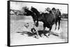 Cowboy being Bucked by Bull Rodeo Photograph - Miles City, MT-Lantern Press-Framed Stretched Canvas