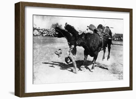 Cowboy being Bucked by Bull Rodeo Photograph - Miles City, MT-Lantern Press-Framed Art Print