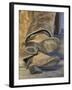 Cowboy Boots on Sleeping Cowboy, Montana, USA-Adam Jones-Framed Photographic Print