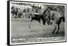 Cowboy Bucked Off Bronco, Montana-null-Framed Stretched Canvas