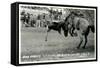 Cowboy Bucked Off Bronco, Montana-null-Framed Stretched Canvas