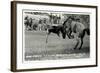 Cowboy Bucked Off Bronco, Montana-null-Framed Art Print