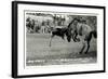 Cowboy Bucked Off Bronco, Montana-null-Framed Art Print