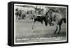 Cowboy Bucked Off Bronco, Montana-null-Framed Stretched Canvas