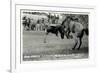 Cowboy Bucked Off Bronco, Montana-null-Framed Premium Giclee Print