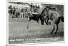 Cowboy Bucked Off Bronco, Montana-null-Mounted Premium Giclee Print