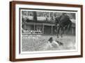 Brown Frame