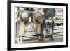 Cowboy Competitor in His Riding Regalia, Taos, New Mexico-Julien McRoberts-Framed Photographic Print