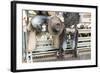 Cowboy Competitor in His Riding Regalia, Taos, New Mexico-Julien McRoberts-Framed Photographic Print