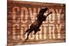 Cowboy Country-null-Mounted Giclee Print