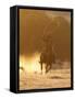 Cowboy Galloping While Swinging a Rope Lassoo at Sunset, Flitner Ranch, Shell, Wyoming, USA-Carol Walker-Framed Stretched Canvas