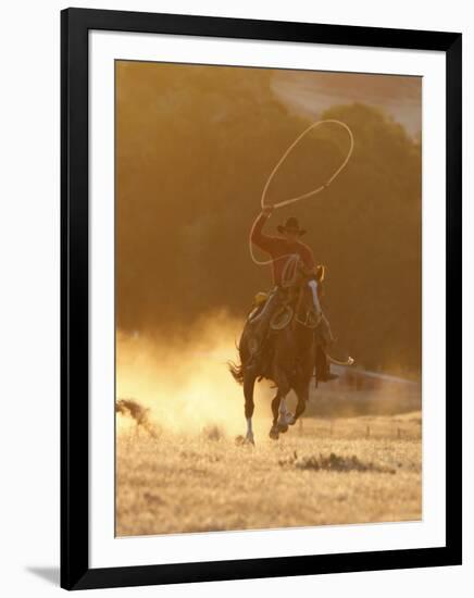 Cowboy Galloping While Swinging a Rope Lassoo at Sunset, Flitner Ranch, Shell, Wyoming, USA-Carol Walker-Framed Premium Photographic Print