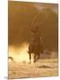 Cowboy Galloping While Swinging a Rope Lassoo at Sunset, Flitner Ranch, Shell, Wyoming, USA-Carol Walker-Mounted Premium Photographic Print