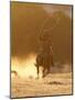 Cowboy Galloping While Swinging a Rope Lassoo at Sunset, Flitner Ranch, Shell, Wyoming, USA-Carol Walker-Mounted Photographic Print