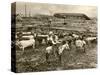 Cowboy Herding Cattle in the Railroad Stockyards at Kansas City Missouri 1890-null-Stretched Canvas