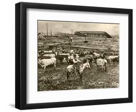 Cowboy Herding Cattle in the Railroad Stockyards at Kansas City Missouri 1890-null-Framed Giclee Print